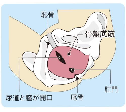 図１ 骨盤底の位置